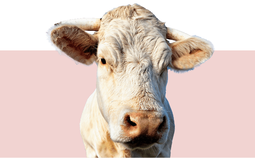 novillo